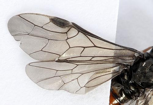 Réf. 246 492 : Dolerus junci