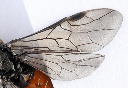 Réf. 246 493 : Dolerus junci