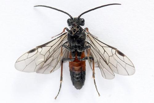 Dolerus junci