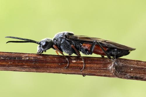 Réf. 246 601 : Dolerus timidus