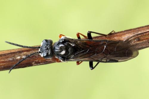 Réf. 246 602 : Dolerus timidus