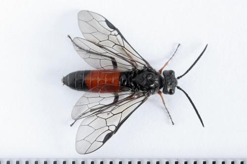 Réf. 246 603 : Dolerus timidus