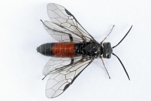Réf. 246 604 : Dolerus timidus