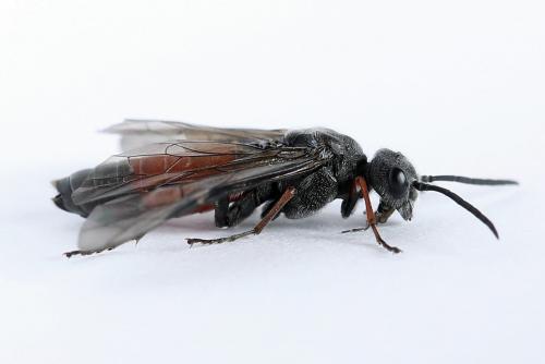 Réf. 246 605 : Dolerus timidus
