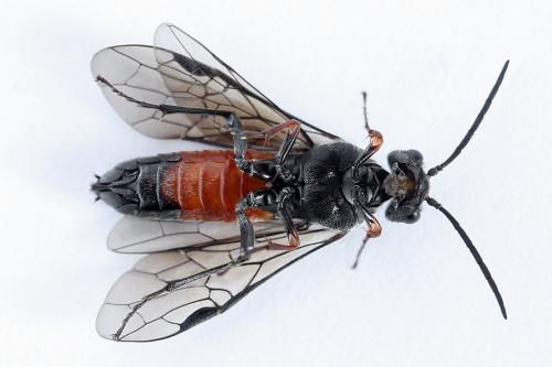 Réf. 246 606 : Dolerus timidus