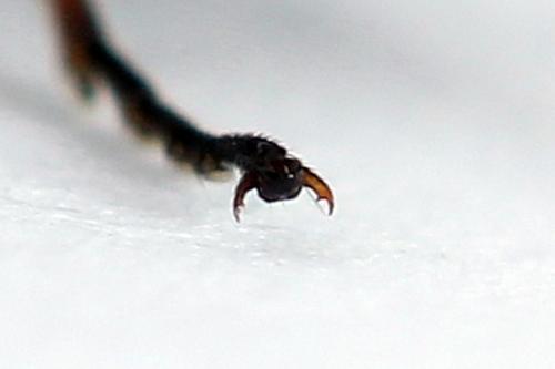 Réf. 246 607 : Dolerus timidus