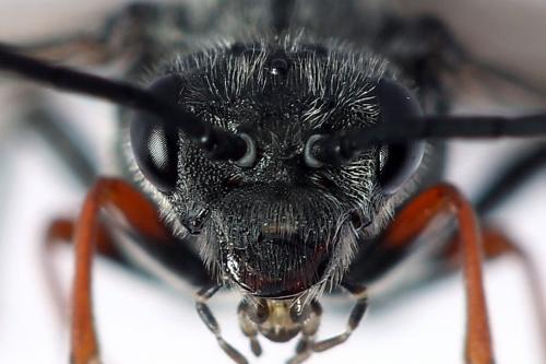 Réf. 246 609 : Dolerus timidus