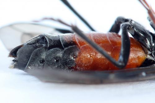 Réf. 246 612 : Dolerus timidus