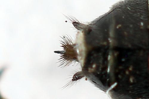 Réf. 246 614 : Dolerus timidus