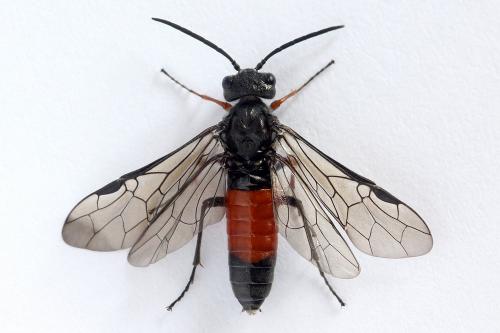 Réf. 246 620 : Dolerus timidus