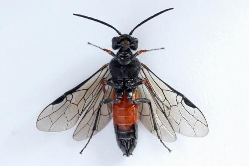 Réf. 246 621 : Dolerus timidus