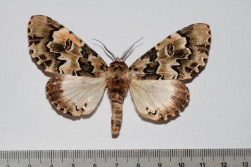 Thiacidas schausi