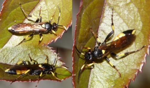Réf. 246 148 : Ichneumon stramentor