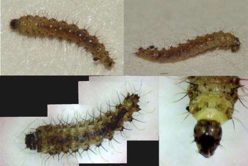 Réf. 246 225 : Forcipomyia sp.