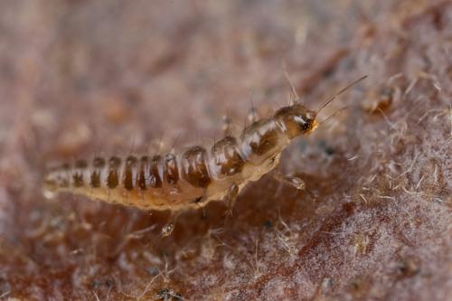 Stenus sp.