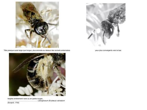 Lasioglossum sp.