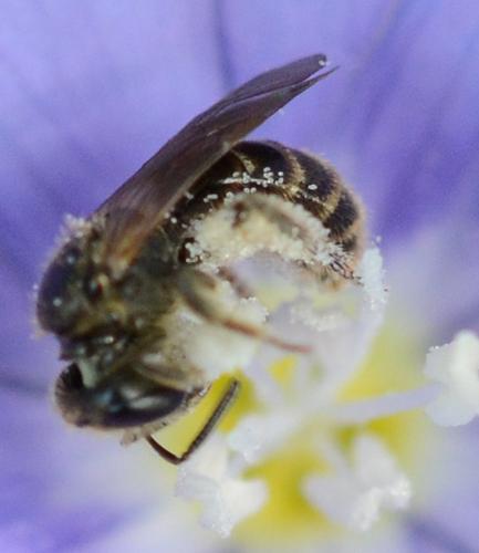 Lasioglossum sp.