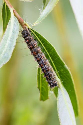 Lymantria dispar