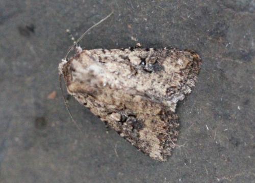 Mythimna languida