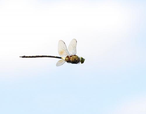 Anax tristis