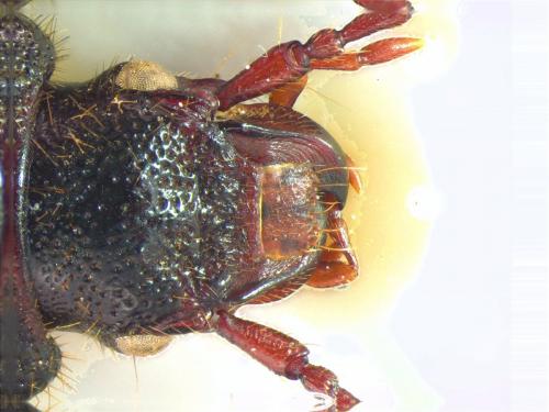 Carterus rotundicollis