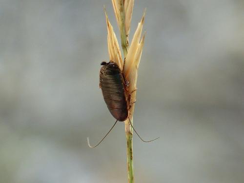 Loboptera sp.