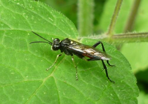 Réf. 246 242 : Macrophya militaris