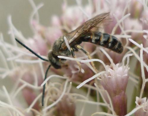 Lasioglossum sp.