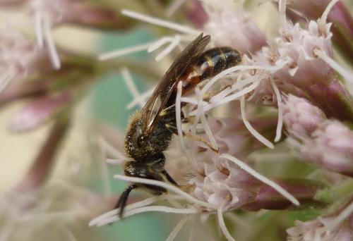 Lasioglossum sp.