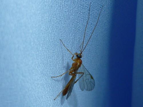 Perilissini