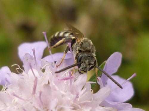Lasioglossum sp.