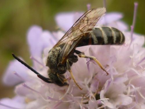Réf. 246 167 : Lasioglossum sp.