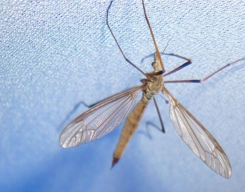 Tipula paludosa