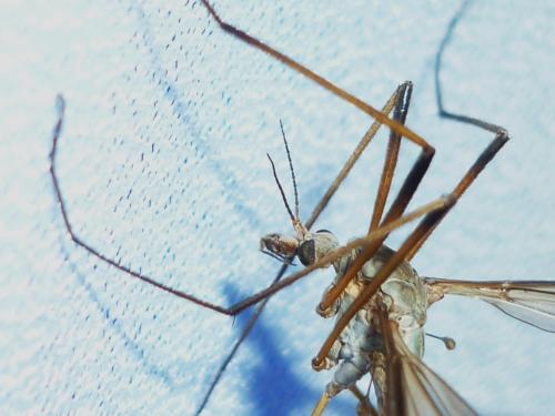 Tipula paludosa