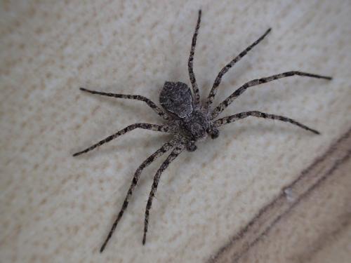 Philodromus margaritatus
