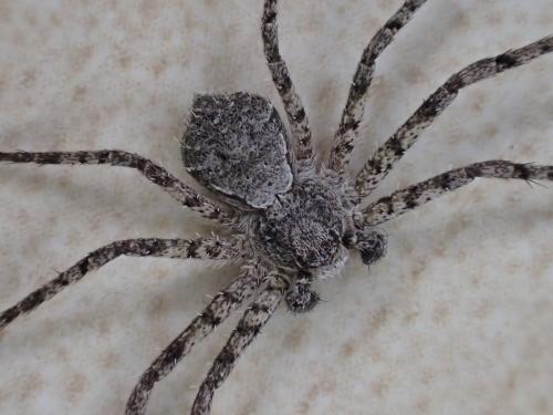 Philodromus margaritatus