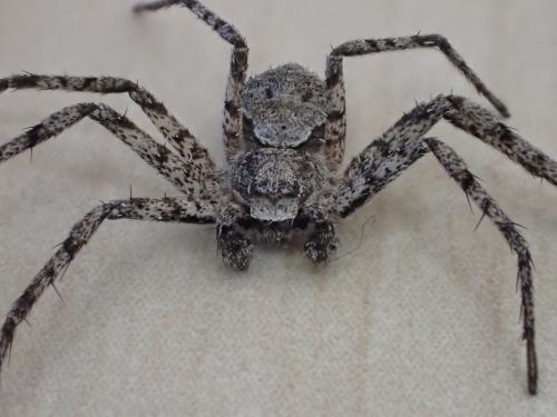 Philodromus margaritatus