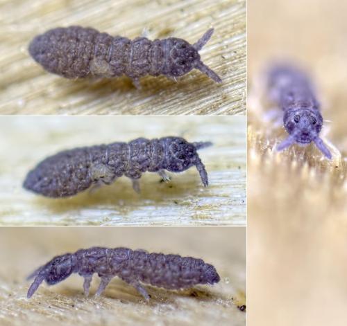 Xenylla grisea