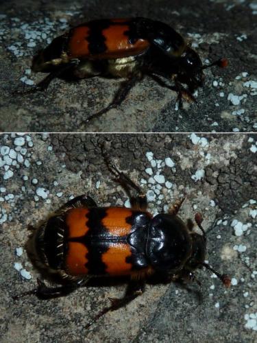 Réf. 246 011 : Nicrophorus vespillo