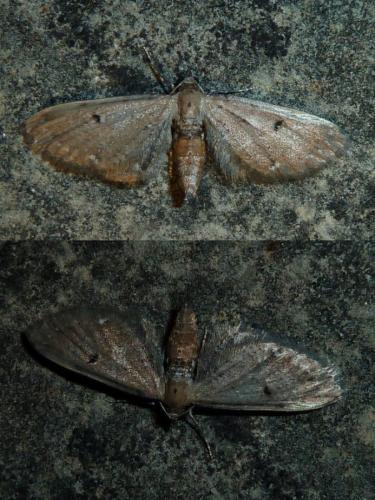 Eupithecia sp.