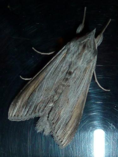 Réf. 246 185 : Cucullia umbratica