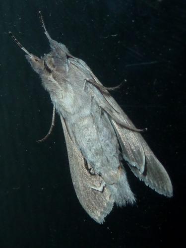 Réf. 246 187 : Cucullia umbratica