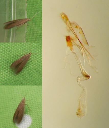 Coleophora serratella