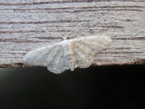 Idaea seriata