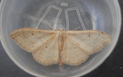 Réf. 246 707 : Idaea straminata