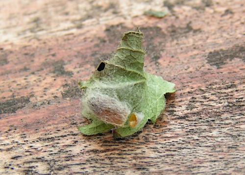 Dinocampus coccinellae