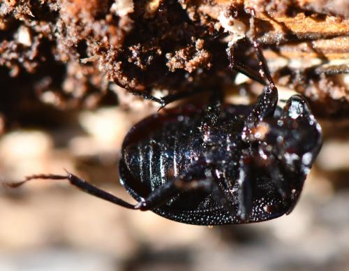 Réf. 246 294 : Phosphuga atrata