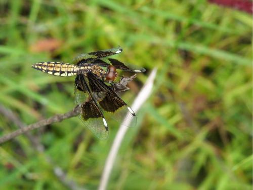 Palpopleura portia