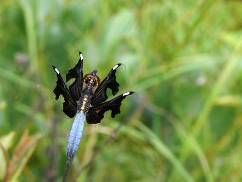 Palpopleura portia