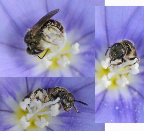 Lasioglossum sp.